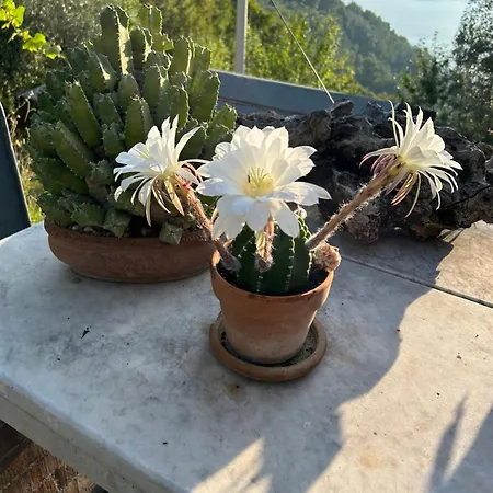 Tenuta Di Venere Pensión