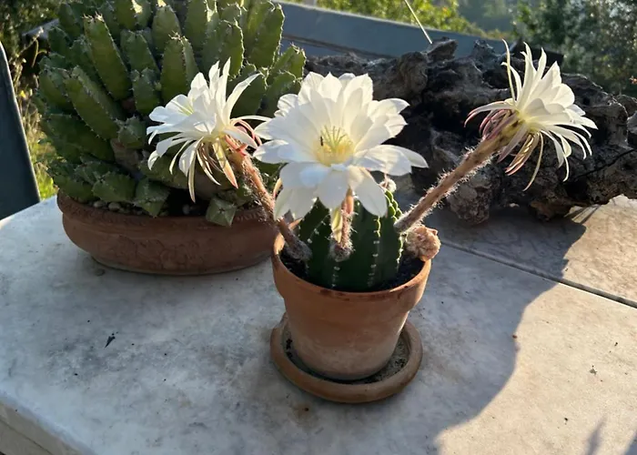 Tenuta Di Venere Vendégház